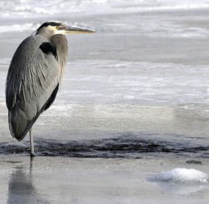 heron on river