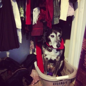 abe in laundry basket - pets scared of packing parents as we get ready to sail - on the horizon line