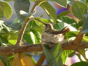 hummingbird in nest-sm