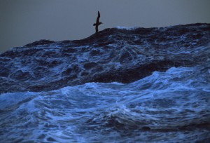 on the horizon line - bluewater sailing mermaids, pacific crossing