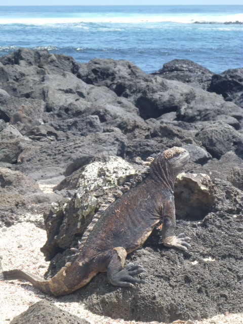 on the horizon line sailing blog cruising galapagos islands in pacific