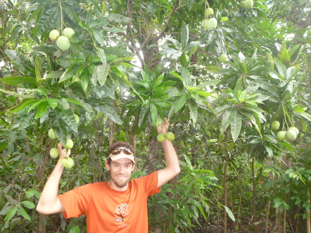 tropical fruit in the marquesas islands  on the horizon line sailing and travel blog brianna randall and rob roberts